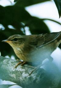 町の鳥「ウグイス」