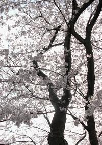 町の木「桜」