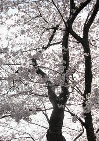 町の木：桜